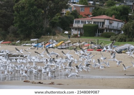 Views of silver gull (Chroicocephalus novaehollandiae) massing on ocean beach, Tasmania.