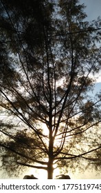 views of trees and sunset