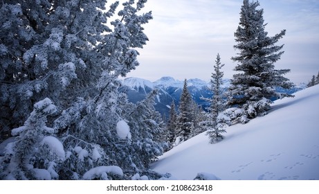 Views of the winter wonderland through the forest in Banff, Canada