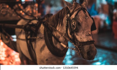 Vigan Kalesa Horse