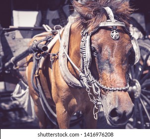 Vigan Kalesa Horse Detailed Closeup