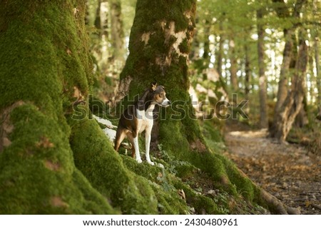 A vigilant dog stands on a mossy forest floor, a watchful guardian in nature quiet realm