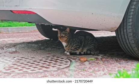 Vigilant Homeless Domestic Cat Hiding Under a Car Parked on Street