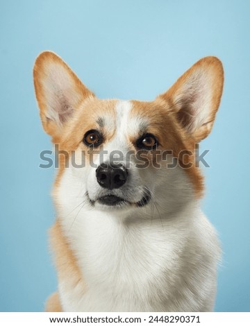 A vigilant Pembroke Welsh Corgi dog with alert ears and soulful eyes against a gentle blue background, embodying the breed intelligent and watchful nature