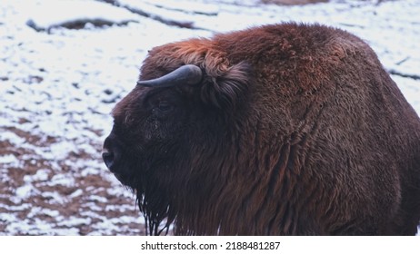 Vigilant Wild Big Brown European Wood Bison Wisent Threaten By Extinction Standing In Open Field Covered In White Snow On Cold Winter Day