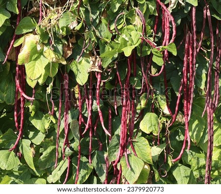 Vigna unguiculata sesquipedalis , Sesquipedalis, Magnoliophyta, Fabaceae, red vegetable Yard long bean, raw food blooming in garden on nature background
