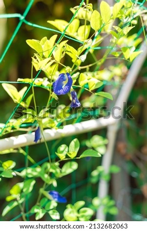 Vigorous butterfly pea vine with blossom flowers on netting trellis with PVC structure at backyard garden near Dallas, Texas, USA. Bluebellvine is holy flower, used in daily Indian puja rituals