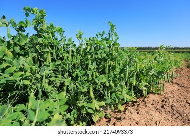 Vigorous Growth Of Peas In Farmland, North China