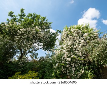Vigorous rambling rose with white flower heads. The rampant rose plant climbs up tall trees including a large oak tree in a suburban garden in London UK. - Shutterstock ID 2168504695