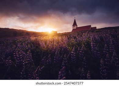 Vikurkirkja Church in the middle of a field of blooming lupines illuminated by the sun. Location place Vik village in Myrdal valley, Iceland, Europe. Photo wallpaper. Discovery the beauty of earth. - Powered by Shutterstock