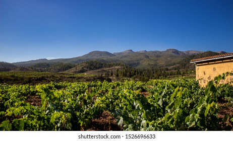 Vilaflor,Santa Cruz De Tenerife,Spain
30/07/2019 
Vineyard In Vilaflor,Tenerife
The Best Vine On The Island With The Stargazing Experience