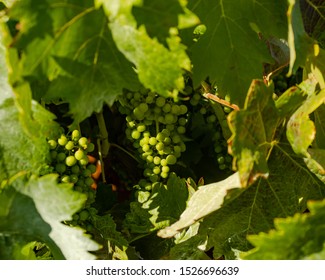 Vilaflor,Santa Cruz De Tenerife,Spain
30/07/2019 
Vineyard In Vilaflor,Tenerife
The Best Vine On The Island With The Stargazing Experience