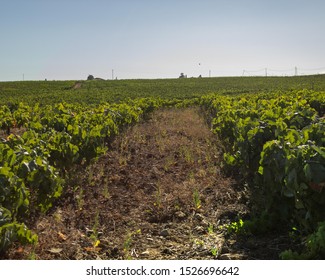 Vilaflor,Santa Cruz De Tenerife,Spain
30/07/2019 
Vineyard In Vilaflor,Tenerife
The Best Vine On The Island With The Stargazing Experience