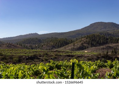 Vilaflor,Santa Cruz De Tenerife,Spain
30/07/2019 
Vineyard In Vilaflor,Tenerife
The Best Vine On The Island With The Stargazing Experience