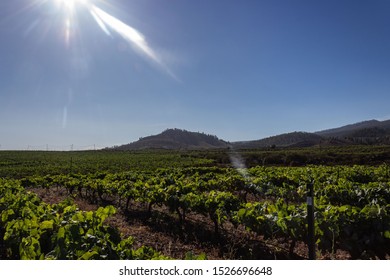 Vilaflor,Santa Cruz De Tenerife,Spain
30/07/2019 
Vineyard In Vilaflor,Tenerife
The Best Vine On The Island With The Stargazing Experience