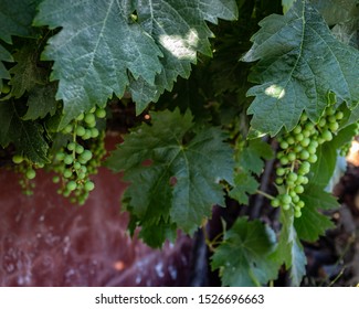 Vilaflor,Santa Cruz De Tenerife,Spain
30/07/2019 
Vineyard In Vilaflor,Tenerife
The Best Vine On The Island With The Stargazing Experience