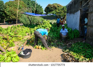 Vilankulo, Mozambique-2018-07-02: Lifestyle of African people working in the Banana plantation at Mozambique