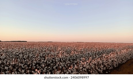 VILHENA, BRAZIL - JULY 23, 2023: Cotton plantation in the Amazon,  Brazil