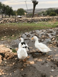 Village Atmosphere And Ducks In Turkey