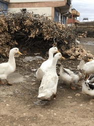 Village Atmosphere And Ducks In Turkey