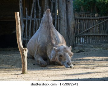 Village Camel Sits On The Sand. Sad Face Of Animal In Warm Evening Light.