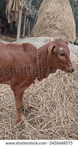 a village cow calf standing half image 