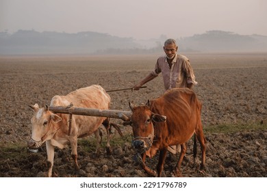 Village farmer cultivating his paddy field with cows connected with a wooden yoke, rural peasant ploughing his field in traditional old manual methods with domestic animal in a winter morning 