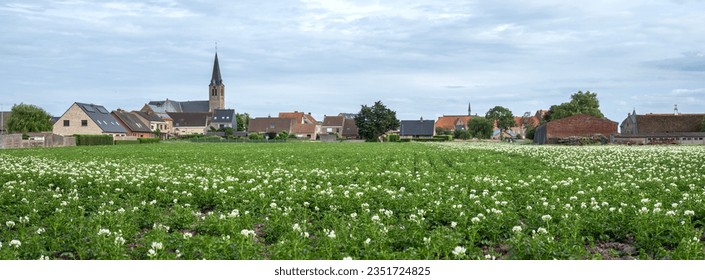 village and flowering potatoe field in west flanders near brugge