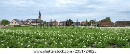 village and flowering potatoe field in west flanders near brugge