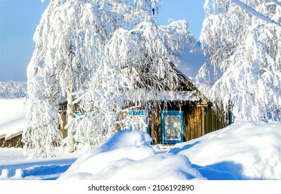 Village House In Winter Snow Scene. A Snow Covered Tree With Snow Drifts At A Village House In Winter