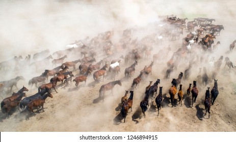 Hörmetci village - Kayseri / Turkey - Free horses in