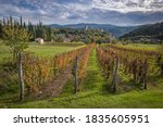 Village Kubed in Istria with vineyards in the foreground, Slovenia