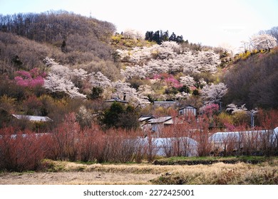 A village near Hanamiyama Park where cherry trees bloom in the mountains.