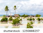 Village on South Tarawa atoll, Kiribati, Gilbert islands, Micronesia, Oceania. Thatched roof houses. Rural life on a sandy beach of remote paradise atoll island under palms and with mangroves around. 