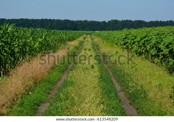 The village road divides the fields of corn\
and sunflowers.