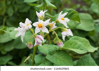 20,251 Potato Tree Images, Stock Photos & Vectors | Shutterstock