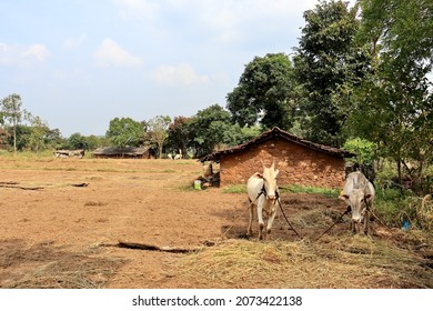 A Village Scene In South India. Two Grazing Cows Are Tied Outside A Village House Near Kakati, Belgaum Or Belagavi, Karnataka, India.