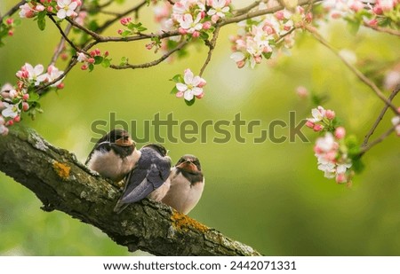 village swallow chicks sit on a branch of a blooming pink apple tree in a sunny spring garden