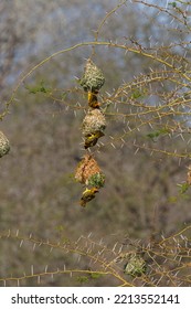 Village Weaver Nest Building In Unison