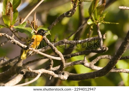 The village weaver (Ploceus cucullatus) is a colorful yellow and black wild bird. Adult male resting in the sun on a branch of an island in the French West Indies. Ornithology and beauty of nature