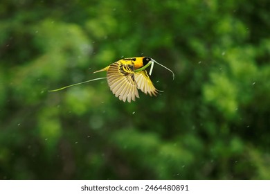 Village Weaver - Ploceus cucullatus also Spotted-backed or Black-headed weaver, yellow bird in Ploceidae found in Africa, flying with the grass for the nest construction, fast flight. - Powered by Shutterstock