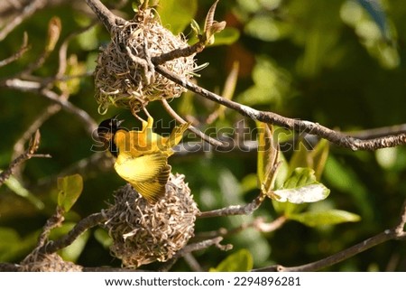 The village weaver (Ploceus cucullatus) is a wild bird with yellow and black color. Adult male resting in the sun on a nest on an island in the French West Indies. Ornithology and the beauty of nature