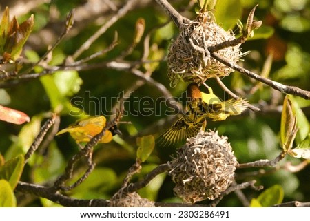 The village weaver (Ploceus cucullatus) is a wild bird with yellow and black color. Adult male resting in the sun on a nest on an island in the French West Indies. Ornithology and the beauty of nature