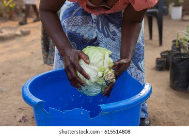 A village woman in Malawi cleans a head of cabbage in a bucket before making dinner.