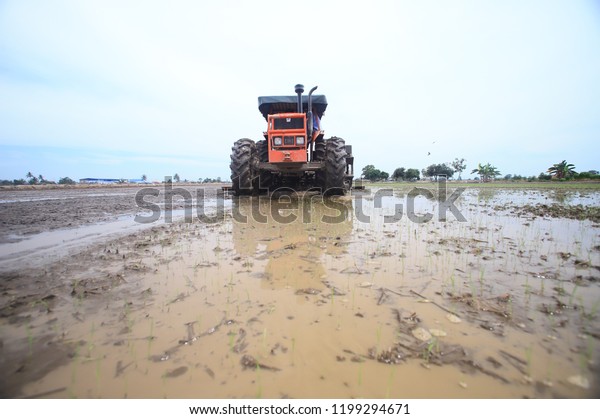 village workers are\
working on rice fields