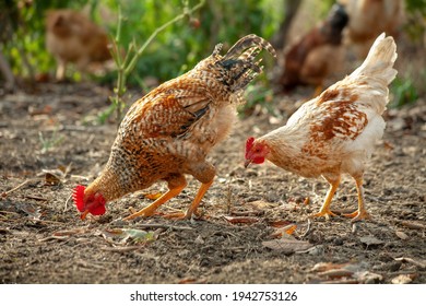 Village young chickens scratching the ground searching for insects.Male and female chicken.Gallus gallus domesticus. Poultry organic farm. Natural farming. Free range, antibiotic and hormone free farm