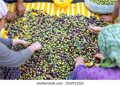 Villagers sorting green and black olives in Antalya's Dosemealti village. The type of olive is the Spanish olive, manzanilla. - Powered by Shutterstock