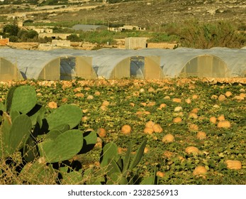 Villages   farms the Maltese islands exude beauty   peace  Mellieha  Malta