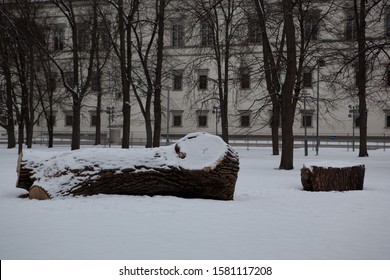 Vilnius / Lithuania - March 13, 2013. Trunk Of Huge Tree Lay Cut Down In The Park Right Beside Of Great Duke Gediminas Castle Mound.  Camera Canon 5D.