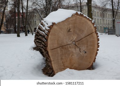 Vilnius / Lithuania - March 13, 2013. Trunk Of Huge Tree Lay Cut Down In The Park Right Beside Of Great Duke Gediminas Castle Mound.  Camera Canon 5D.